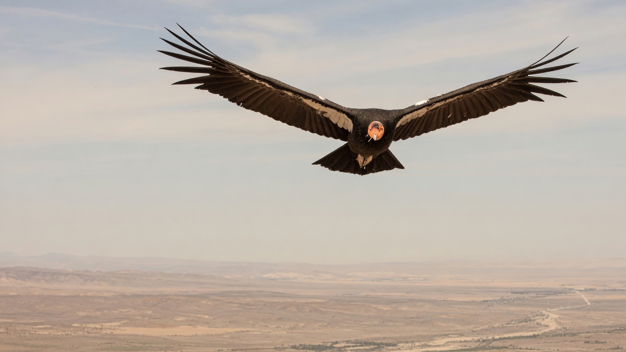 A condor in flight against a pale sky